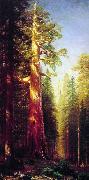 Albert Bierstadt The Great Trees, Mariposa Grove, California USA oil painting reproduction
